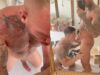 Billy Essex and Louis Trade Blow Jobs